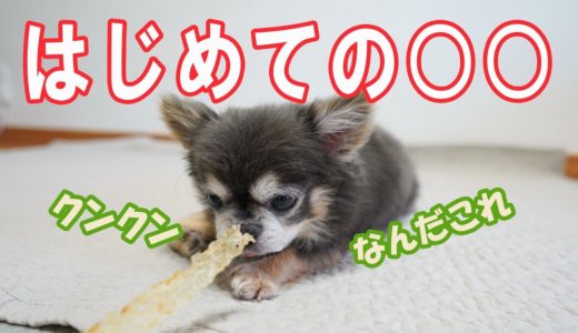 はじめてのオヤツあげたら反応が難しすぎた/Raz got new treat but...【犬】