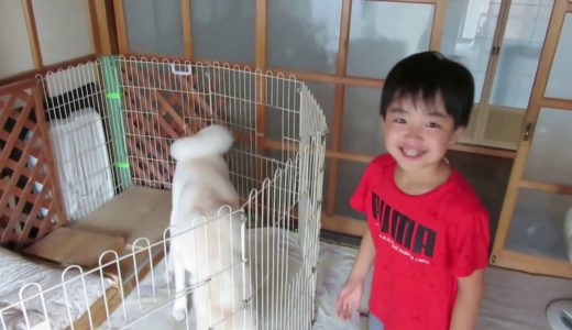 【秋田犬ゆうき】仲良くなった分だけお別れするのは寂しくて切ない【akita dog】