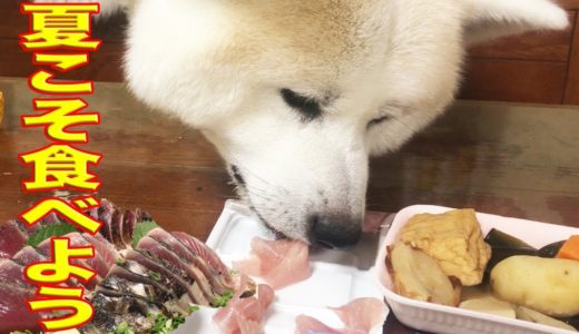 秋田犬・夏は刺身だ鰹のタタキで夏バテ回復！Sashimi favorite dog