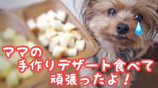 犬の注射へ行く前日と当日。副作用でグッタリだけど次の日は少し散歩へ