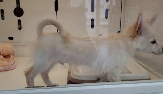 ペットショップ 犬の家 七宝店 「ハーフ犬（父：チワワ　母：ポメラニアン）」「No,102694」