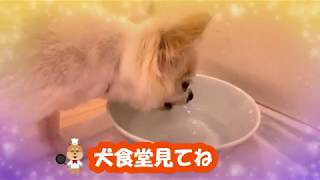 犬食堂紹介用映像