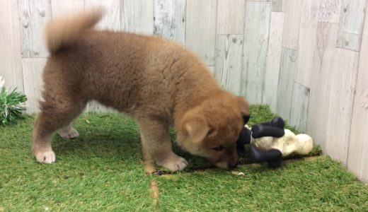 ペットショップ犬の家＆猫の里 イオン小牧店【生体番号104238】【種類　柴犬】