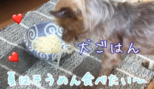 老犬ご飯 そうめんだ〜ー16 Old dog noodle Yorkshire Terrier