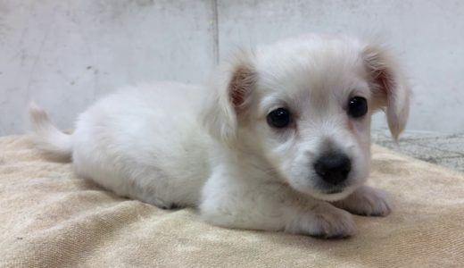 ハーフ犬【ペットショップ犬の家名古屋天白店】