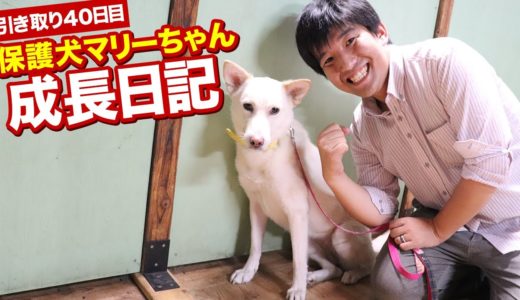 保護犬マリーちゃんの成長日記【40日目】