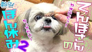 【焼肉】シーズー犬てんぽさん のんびり盆休み 2019夏 Vol.2