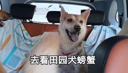 田园犬螃蟹看家护院又瘦了，看到主人和小伙伴开心得合不拢嘴