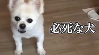 必死に喋る犬⁈母からのビデオレター