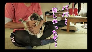 飼い主の帰宅に喜びが爆発するパグ犬ぷぅ pug Daddy is happy to come back