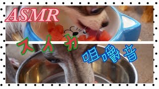 スイカ咀嚼音【犬ASMR】