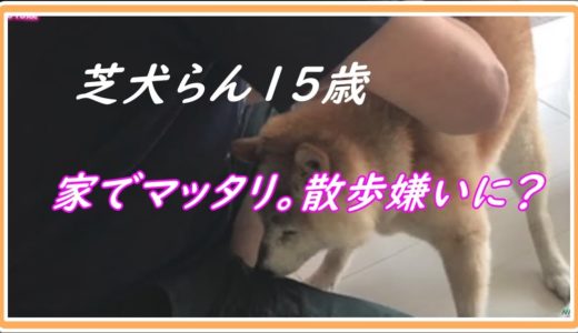 ＜芝犬らん15歳＞家でマッタリ。散歩嫌いに？