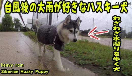 台風後の大雨でも散歩に行くハスキー犬 Husky Puppy