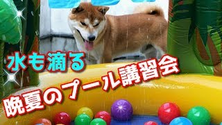 【京の柴犬】晩夏のてんちゃんプール講習会、本日開講！(笑)　太郎の犬モノガタリ＃１５９