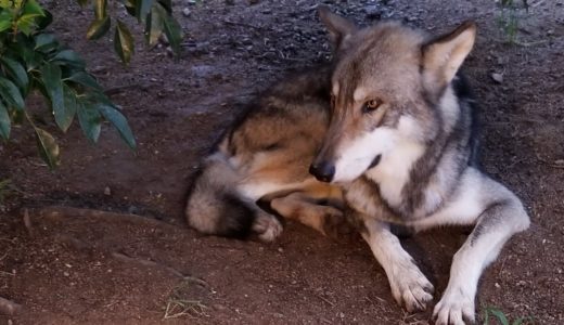 狼犬が頼もしい！ワンワン保育園