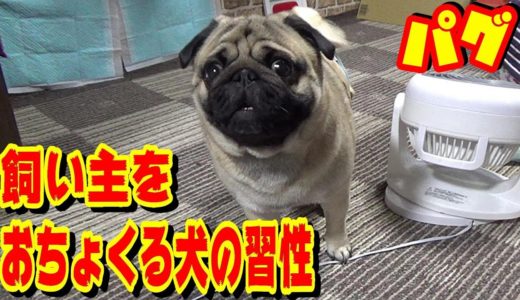 飼い主を最もおちょくっている犬の習性　うちのパグ『おまめ日記』《ブサかわパグ動画》