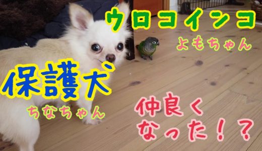 【ゆる】仲良し！？保護犬のちなちゃん、ウロコインコのよもちゃん。お互い良い遊び相手になっているようです！！