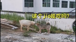 中华田园犬灰灰第一次见山羊，上去就开怼，愣头青一样