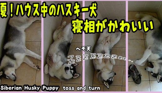 夏です。ハウス中のハスキー犬の寝相がかわいすぎる Husky Puppy