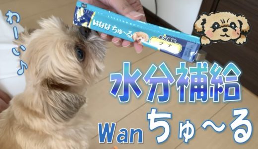 【犬用ちゅ〜る】CIAO水分補給ちゅーるをあげてみた♪ - Hydration with 