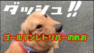 【大型犬】逃げるは恥だが尻尾はフル、ゴールデンレトリバーのれお