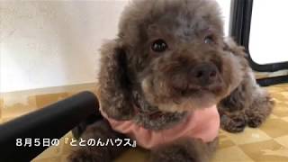 8月5日の保護犬の様子