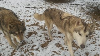 立ちはだかる壁にチャレンジする狼犬