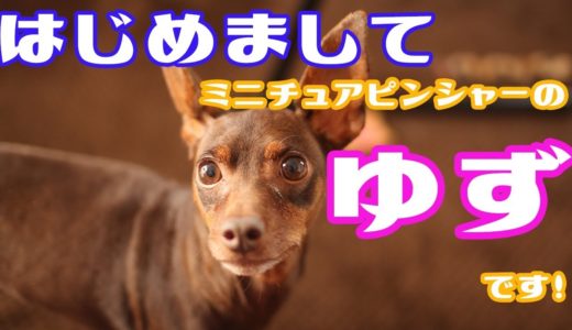 【保護犬？】家族が増えました！【ミニチュアピンシャー】I have begun to keep a dog.