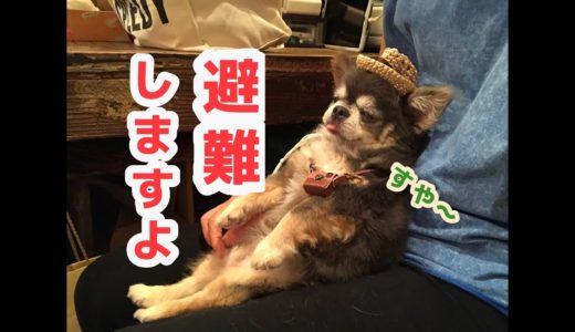 ご近所宅へ避難しました【犬】