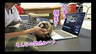 今日もぷぅ様に振り回されるのです…パグ犬ぷぅPug