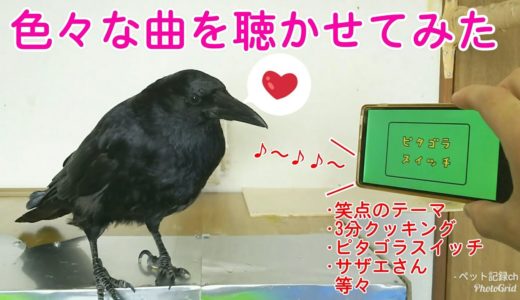 【曲聴かす】カラスに様々な曲を聴かせて反応を見てみたw 耐久ミルぽん＆梅姐御＆ゼリー犬 20190808、カラス＆四つ足トリオ