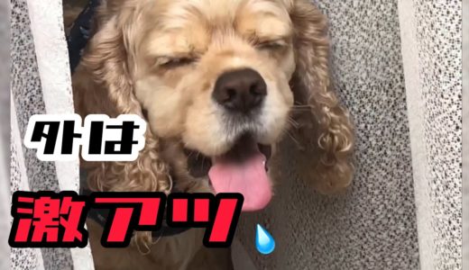 34℃の暑い夏に犬はどうする Aコッカー石松くん  Where is the dog in the hot summer