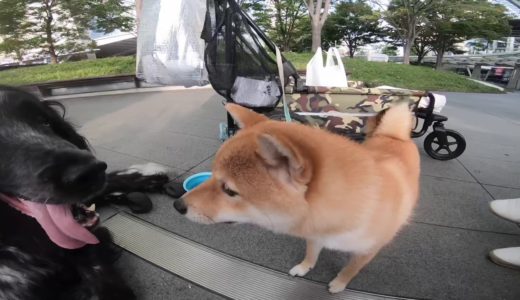 大型犬の老犬と柴犬の子犬 パート３~ Large dog old dog and shiba puppy part3~