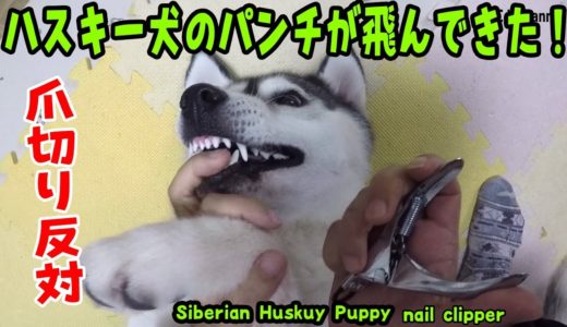 爪切りに暴れてパンチも飛んでくるハスキー犬 Husky Puppy