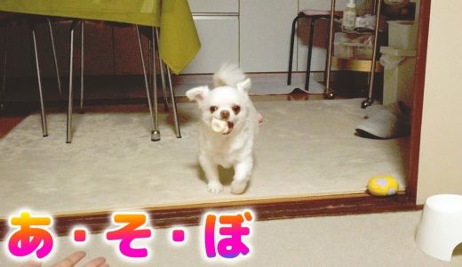 「一緒に遊ぼ！」遊びの誘いにやって来る犬！チワワのコハク