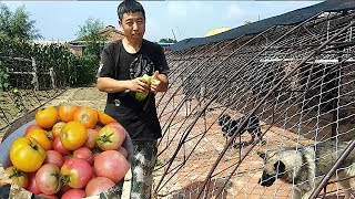 夏季這麼多的大型犬怎麼過，西紅柿、黃瓜現摘現吃，還有不給面子的【劉哥在農村】