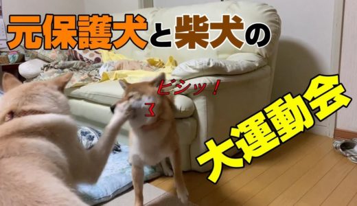 柴犬と元保護犬による真夏の大運動会。