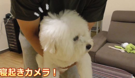 寝起きカメラはちょっと恥ずかしい犬！ビションフリーゼ