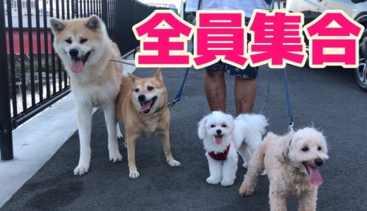 犬軍団勢ぞろい！圧巻の日常ゆるゆる散歩が幸せ～の巻　The dog walk is too much fun