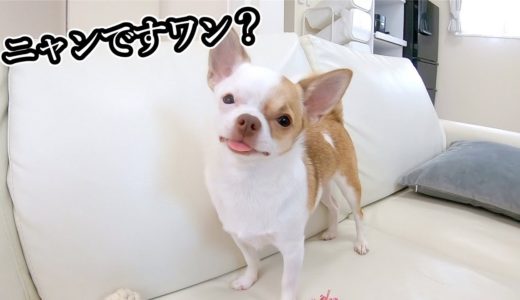 犬に育てられたのに猫みたいになってしまった子犬