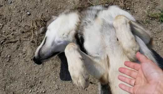 狼犬の夏の日の朝の過ごし方