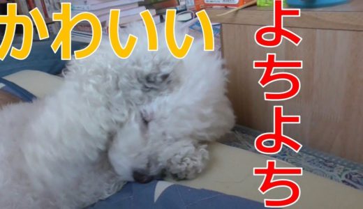 犬のぬいぐるみ！？よちよちするのがかわいい！【白いトイプードル】