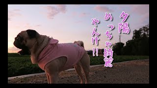 きれいな夕陽に鼻息ブヒブヒ言わして興奮するパグ犬ぷぅ pug  Beautiful sunset