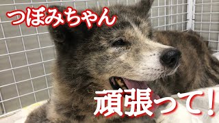 秋田犬 つぼみちゃん体調崩しましたAnimal Rescue Nursing