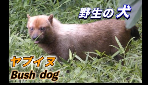 【可愛い動物】ヤブイヌ〜野生に生きるかわいい犬（野良犬ではありません）〜（Bush dog）