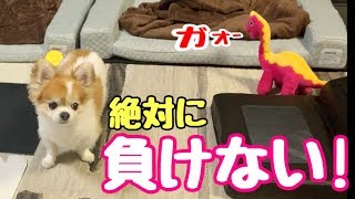 動いたら終わり！シニア犬チワワとのシュールな遊び【chihuahua】【cute dog】