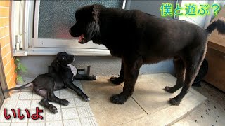 超大型犬 ニューファンドランド グレートデン パピー 渡辺ボス Newfoundlanddog Great Dane 초대형 개