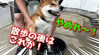 【京の柴犬】散歩中、てんちゃんビクッ！父Pやめんかい！(笑)　太郎の犬モノガタリ＃１５５