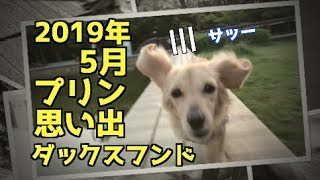 【思い出】ダックスフンド犬 プリンのアルバム集（2019年5月）