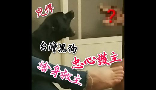 台灣黑犬捨身救主！超忠心！遇到恐怖生物還力戰不退！【Crazy熊】